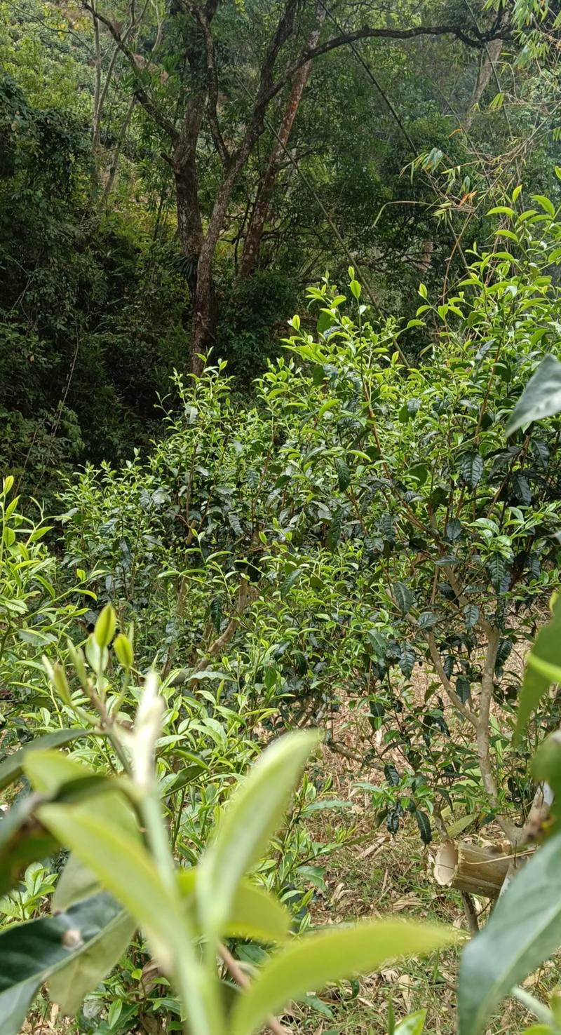 高山茶