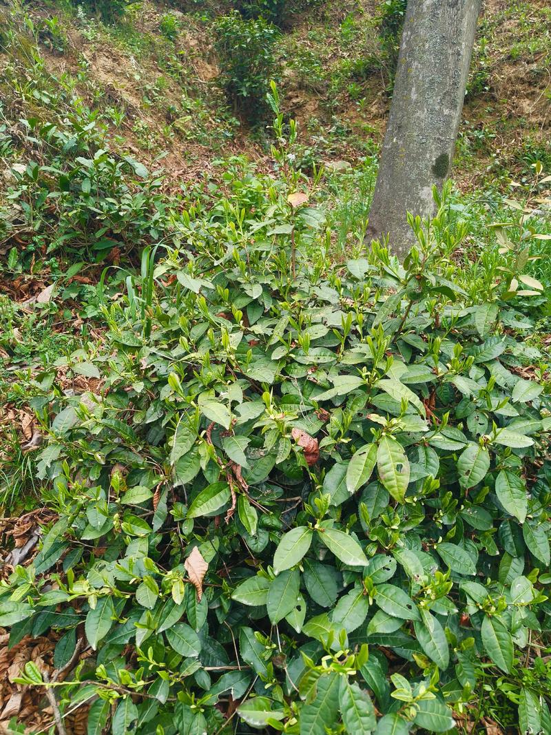 茗雾茶叶：茶香四溢的现代体验