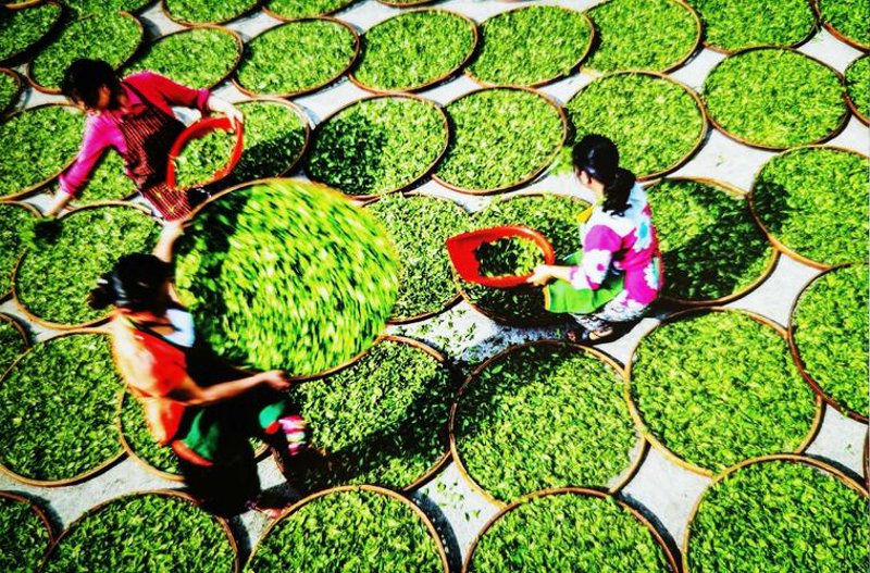 茗雾茶叶：茶香四溢的现代体验