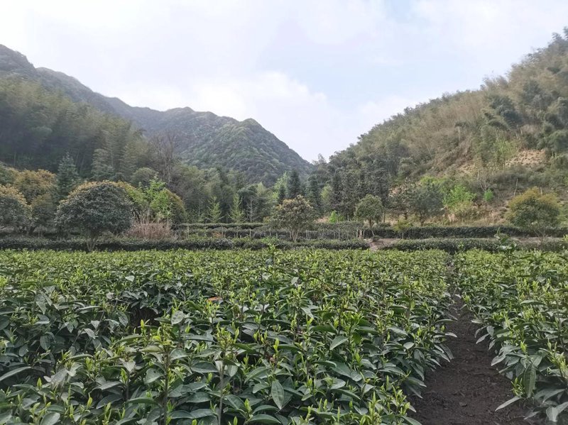 缙云茶叶：一抹绿色在绿水青山间绽放